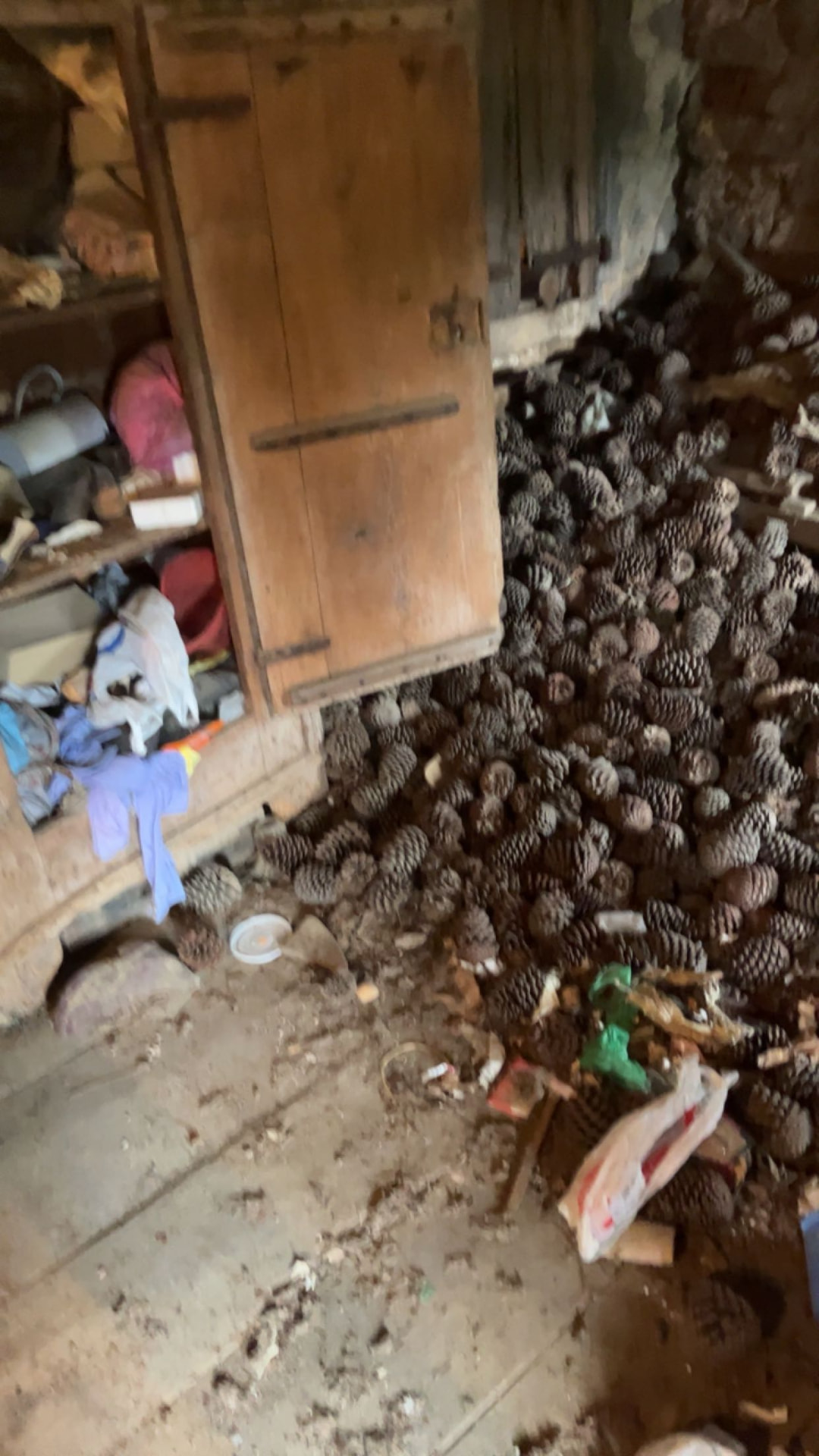 Avant — Grenier rempli de pommes de pin et de débris — vidé et nettoyé, prêt pour les travaux